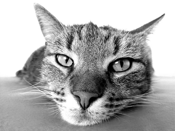 Obraz Katzenspielzeug z Pixabay