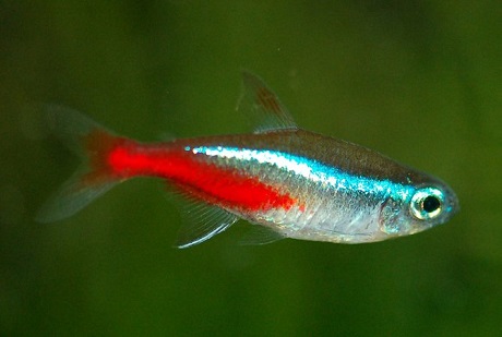 Neon Innesa, bystrzyk neonowy