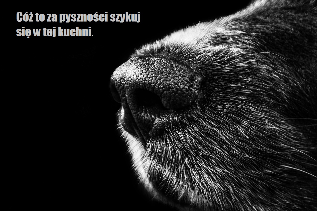 Psie ciekawostki c.d